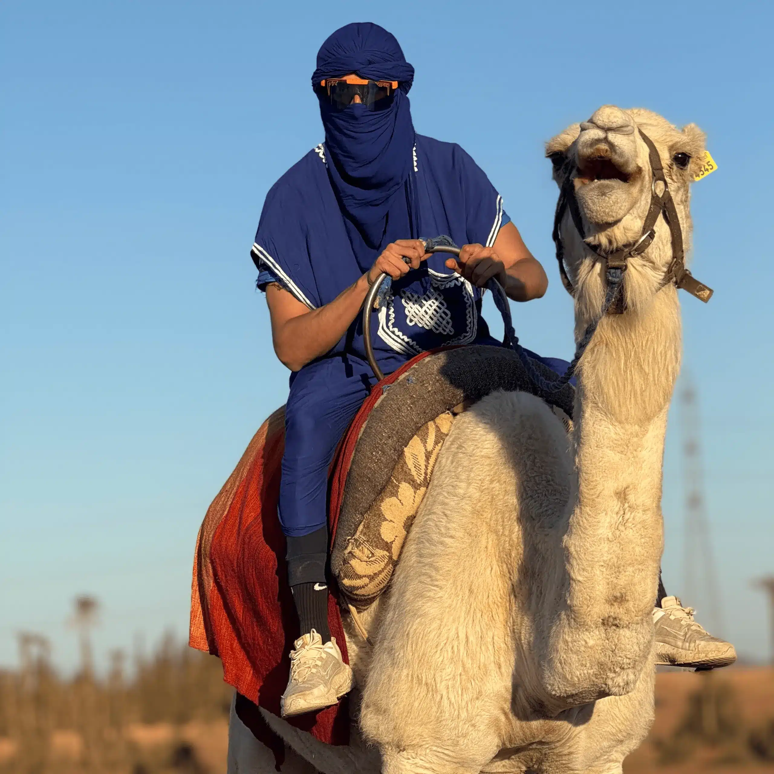 chamelier dromadaire bouche ouverte palmeraie marrakech