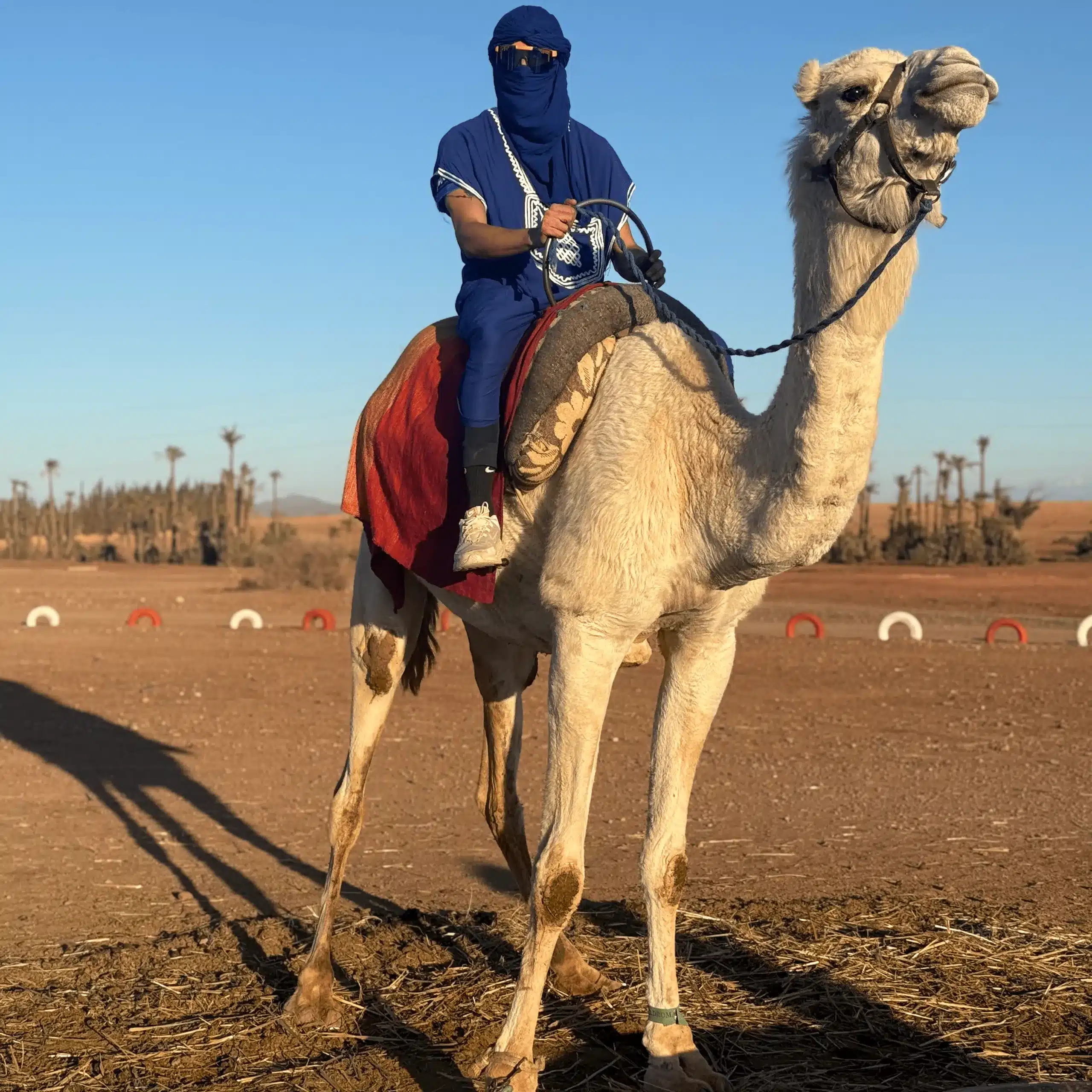 Chamelier marocain en tenue traditionnelle avec chèche bleu sur un dromadaire dans la palmeraie de Marrakech