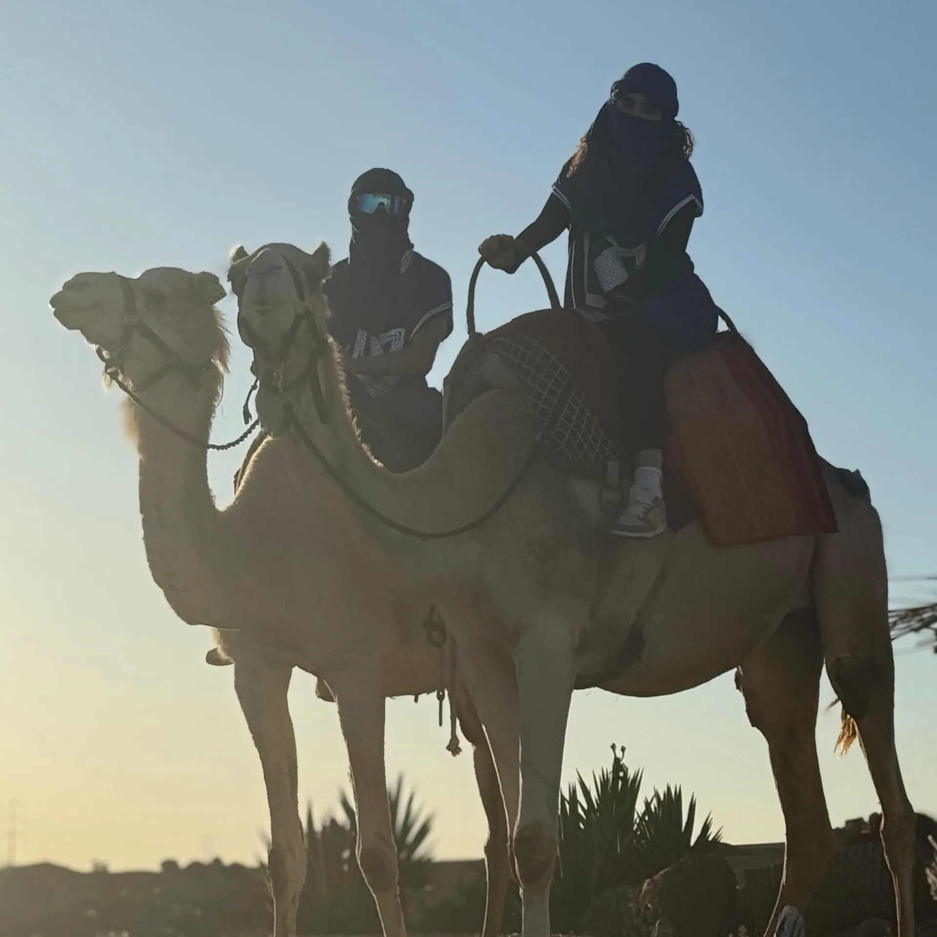 Homme et femme à la Palmeraie de Marrakech, chacun assis sur un dromadaire. Le couple porte une tenue bleue traditionnelle avec un chèche bleu